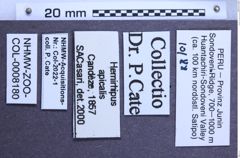 Etiketten zu Hemirhipus apicalis (NHMW-ZOO-COL-0008180)